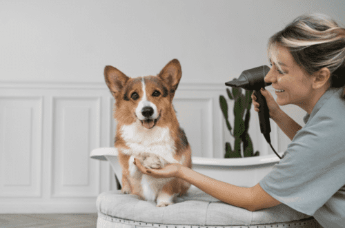 Dog nail grooming